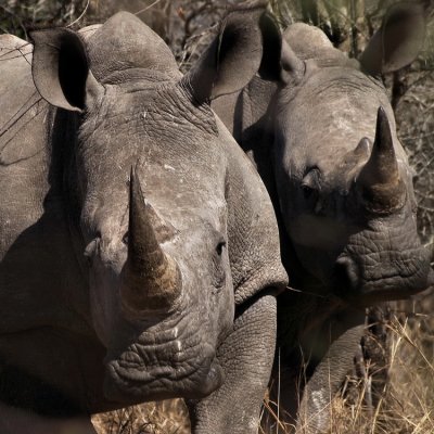 Hippos Rhino Elephants and Crocs