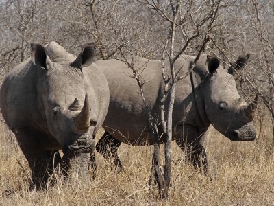 800rhino42aP8103626.jpg