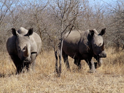 800rhino43aP8103627.jpg