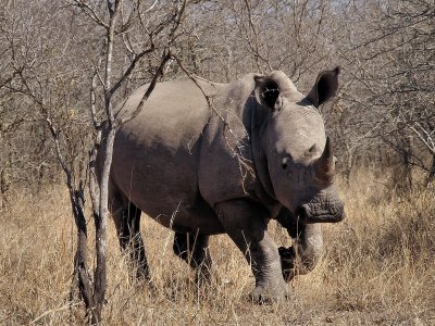800rhino43bP8103627.jpg