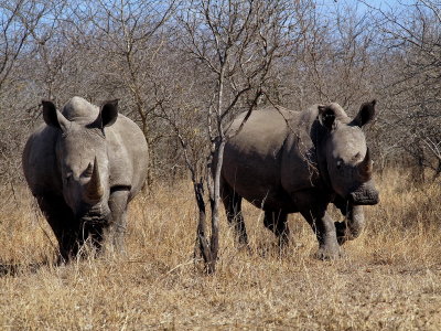 800rhino43dP8103627.jpg