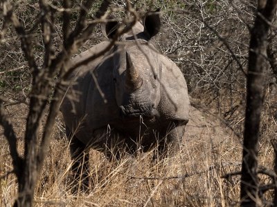 800rhino57P8107164.jpg