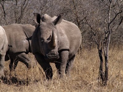800rino3aP8103624.jpg