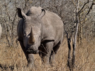 800rino52aP8107178.jpg