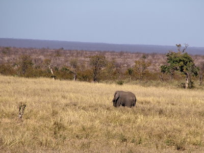 800elephant25bP8134169.jpg