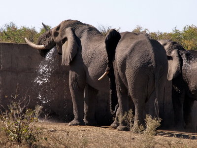 800elephants16bP8134230.jpg