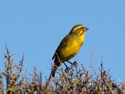 800capecanary2P3294712.jpg