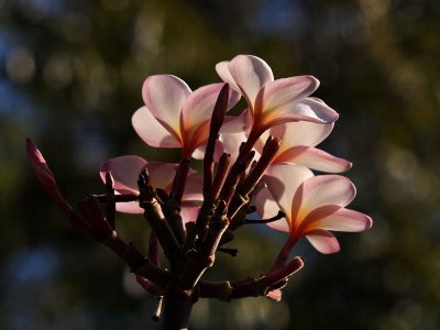 800flower11P7086469.jpg