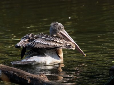 800pelican1P7086402.jpg