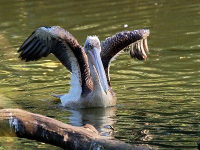 800pelican2P7086403.jpg