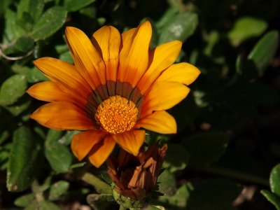 800flower3P7267426.jpg