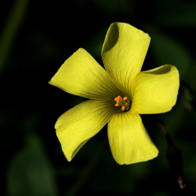 750flower17cP8018030.jpg