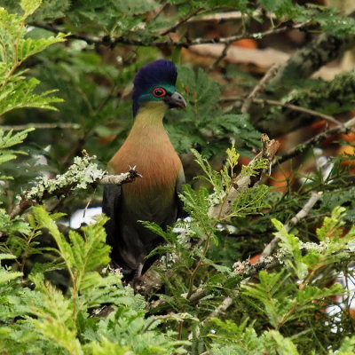 750tc2BPC024521.jpg