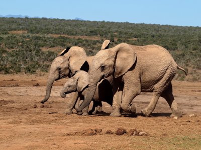 Addo Elephants Rough and Ready
