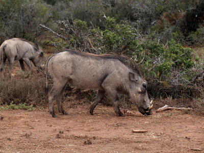 800piggy1P1046092.jpg