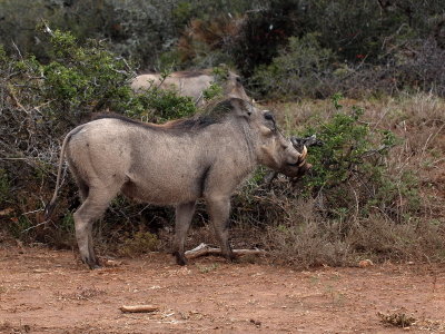800piggy2P1046096.jpg