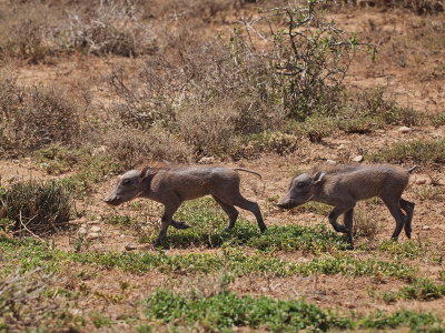 800piggy4P1067298.jpg