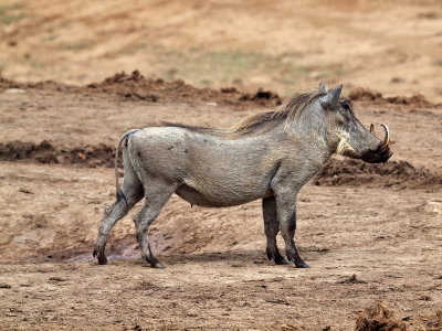 800piggy5P1077635.jpg