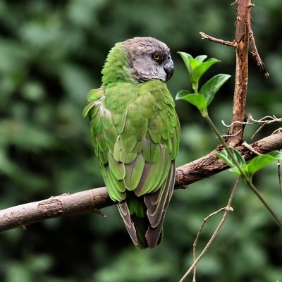 800parroatP1087774.jpg