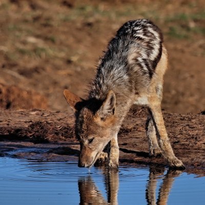 Black Backed Jackals