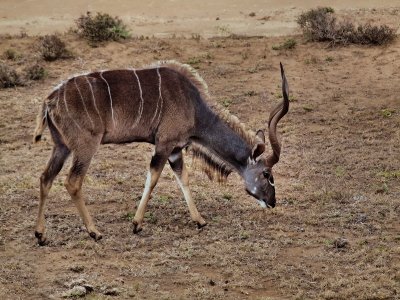 800kudu20P1046339.jpg