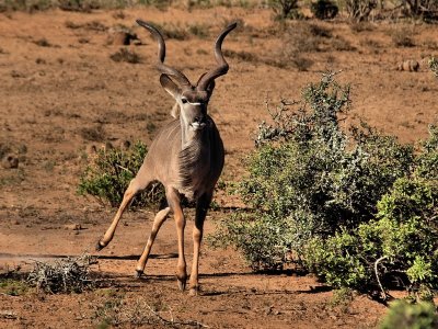 800kudu26bP1056897.jpg