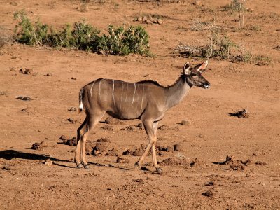 800kudu5P1056937.jpg