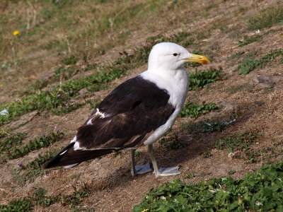 800sr41P1030594.jpg