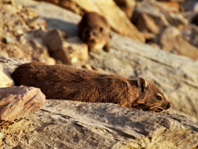 800dassieP1025922.jpg