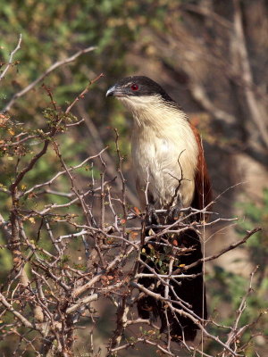 600cocal2P9171202.jpg