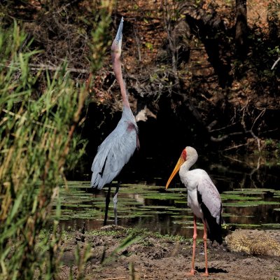 Heron Size.jpg
