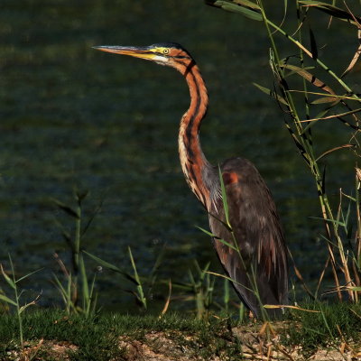 800ph7P5074089.jpg