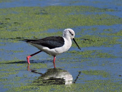 800stilt4P5074178.jpg