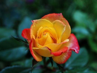 900rose3P4101000.jpg