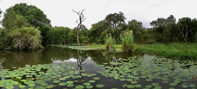 1600pano kruger 25 P4258992_stitch.jpg