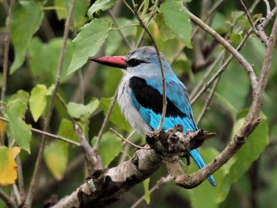 800kingfisher2aP4211763.jpg