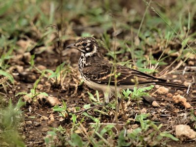 800bird1bP4201559.jpg