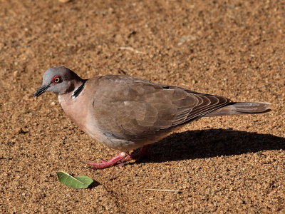800dove10P4222370.jpg