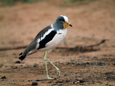 800wattled starrling 1cP4232769.jpg