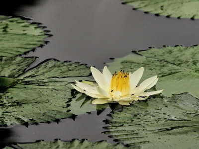 1024flower5a1P4253674.jpg