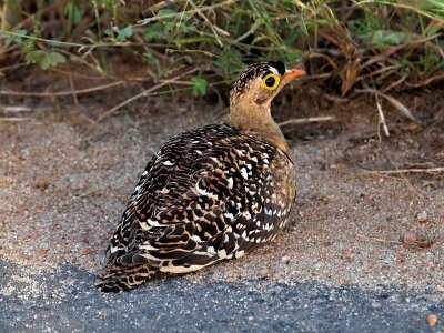 800grouse02P4222623.jpg