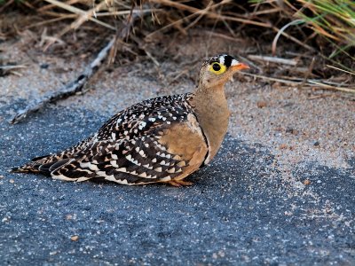 800grouse08aP4222632.jpg