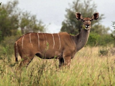 800kudu11aP4211803.jpg