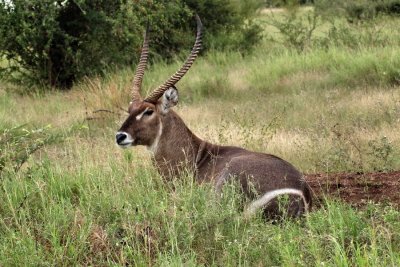 900waterbuck11aP4211829.jpg