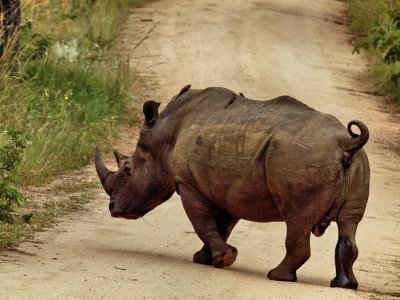 1023rhino61P4253839.jpg