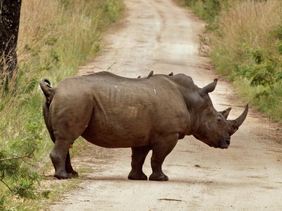 1023rhino65P4253851.jpg