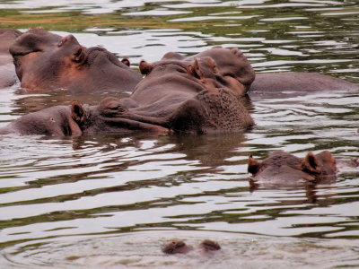 1024khippo06P4201478.jpg