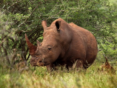 1024rhinoRP4232810.jpg