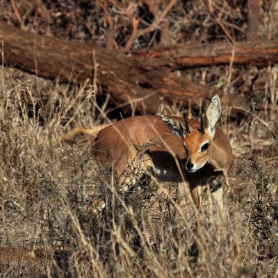 750duiker1bP9150170.jpg