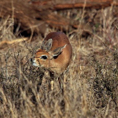 750duiker2aP9150171.jpg